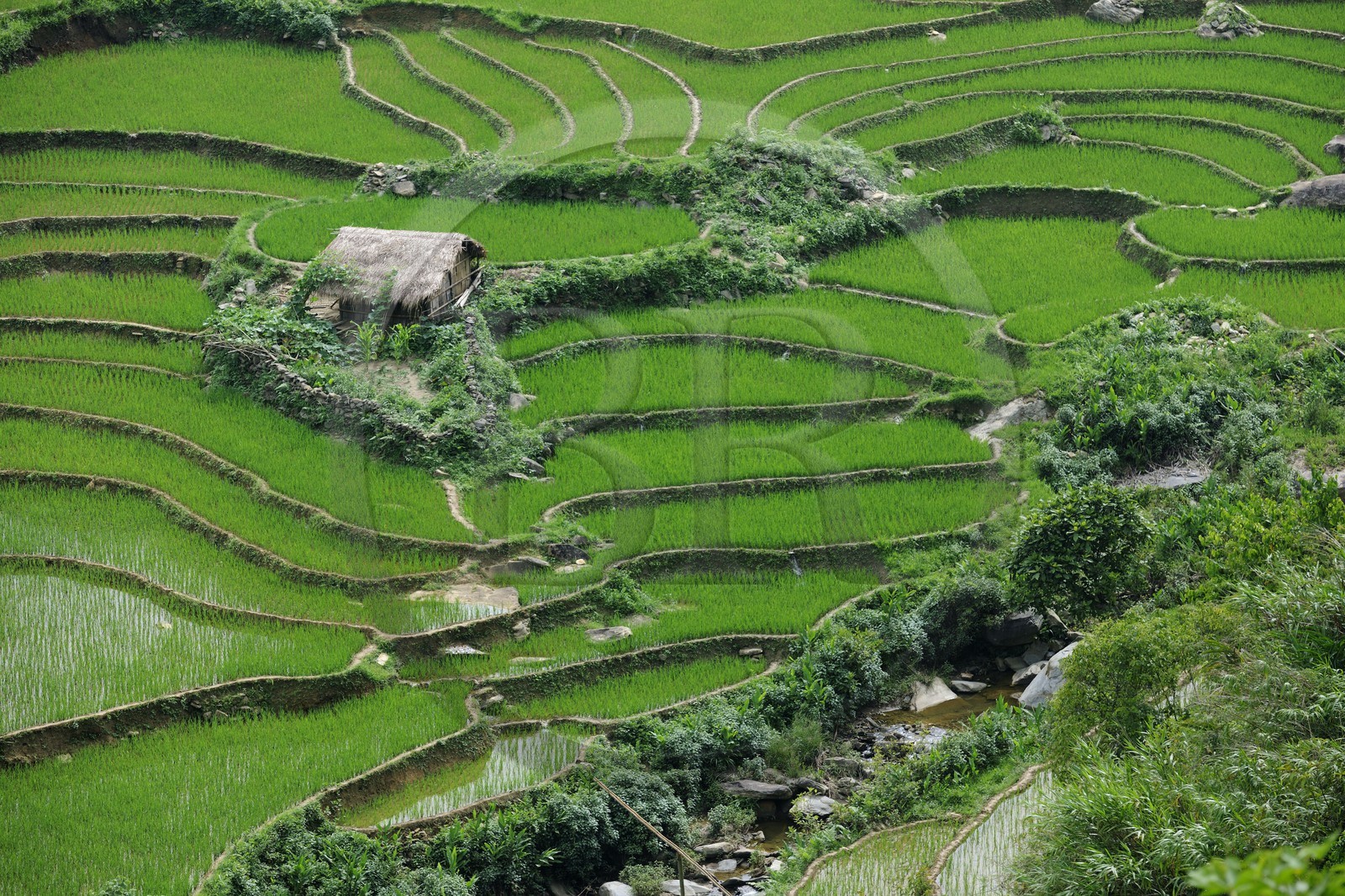Vietnam, province de Lao Cai, région de Nord-Ouest de Sapa, rizières en terrasses