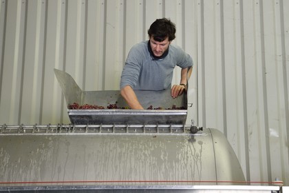 France, Haut-Rhin (68), Route des vins d'Alsace, Bergheim, Domaine viticole Marcel Deiss, Mathieu Deiss vérifiant le raisin dans le pressoir