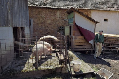 Roumanie, Transylvanie, région de Sighisoara, village de Movile, fermier dans sa cour