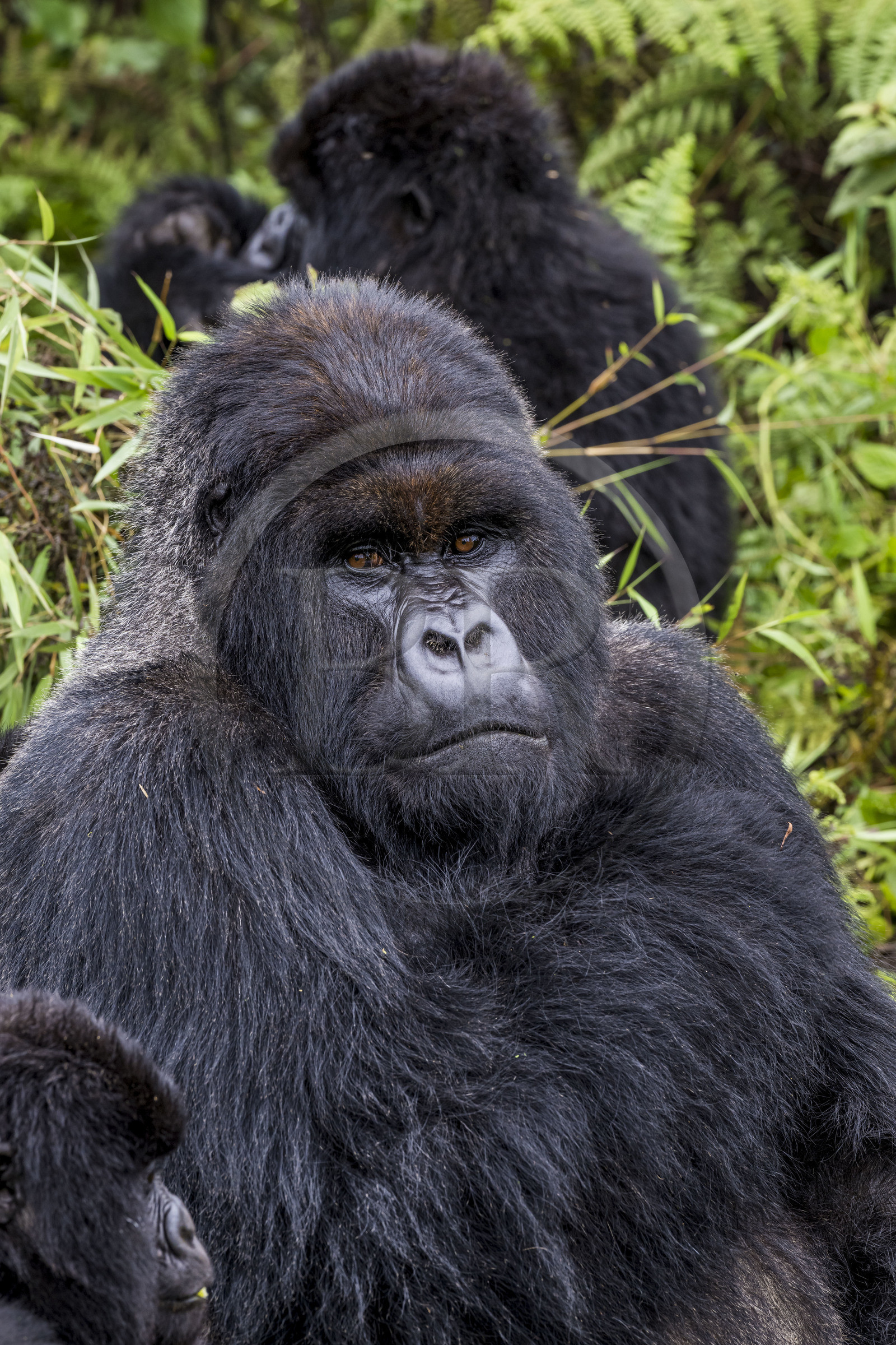 Rwanda, Province du Nord, Parc National des Volcans dans la chaine des Monts Virunga, mont Karisimbi, gorille des montagnes (Gorilla beringei beringei), dos argenté (silverback) nommé Impuzamahanga qui est le male dominant du groupe Susa
