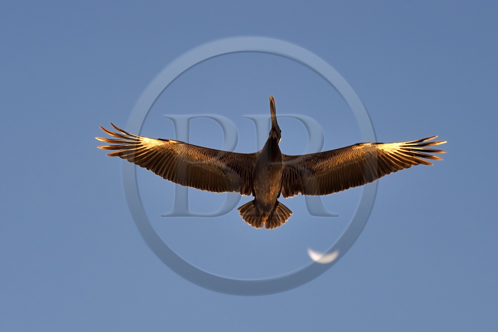 Caraïbes, Ile de la Dominique, Mero sur la côte Ouest, Pélican brun (Pelecanus occidentalis)