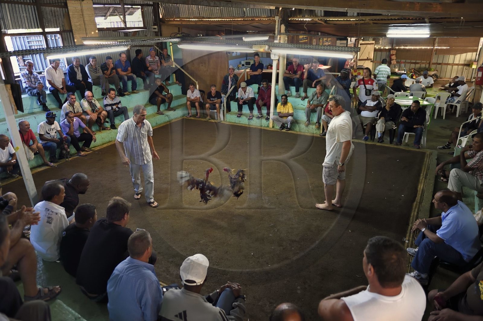 France, Ile de la Reunion, Petit Tampon, combat de coqs dans le Rond de Coq