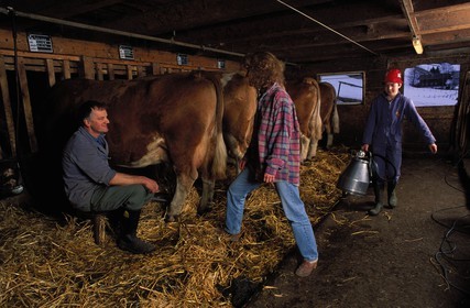 Suisse, région de Bern (Oberland Bernois), Saanenland, Gstaad, traite des vaches à la ferme de Mme Raaflaub
