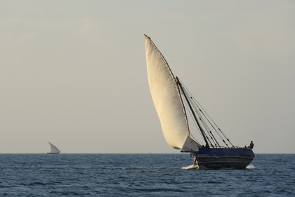 Tanzanie, archipel de Zanzibar, île de Unguja (Zanzibar), côte ouest, un dhow (boutre traditionnel)