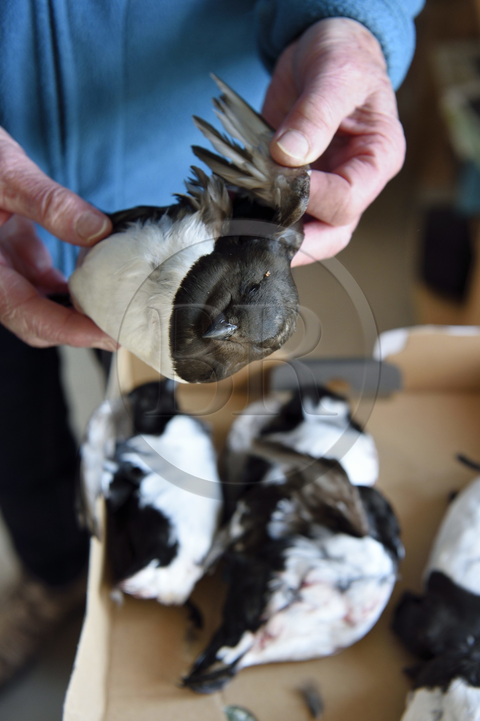 Greenland, North West coast, Siorapaluk, little auk or dovekie (Alle alle) that Inuit eat