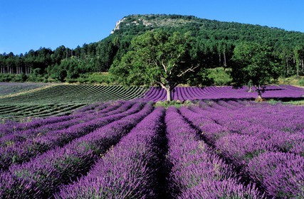 France, Drôme (26), champ de lavande en été dans la vallée de l' Ennuye