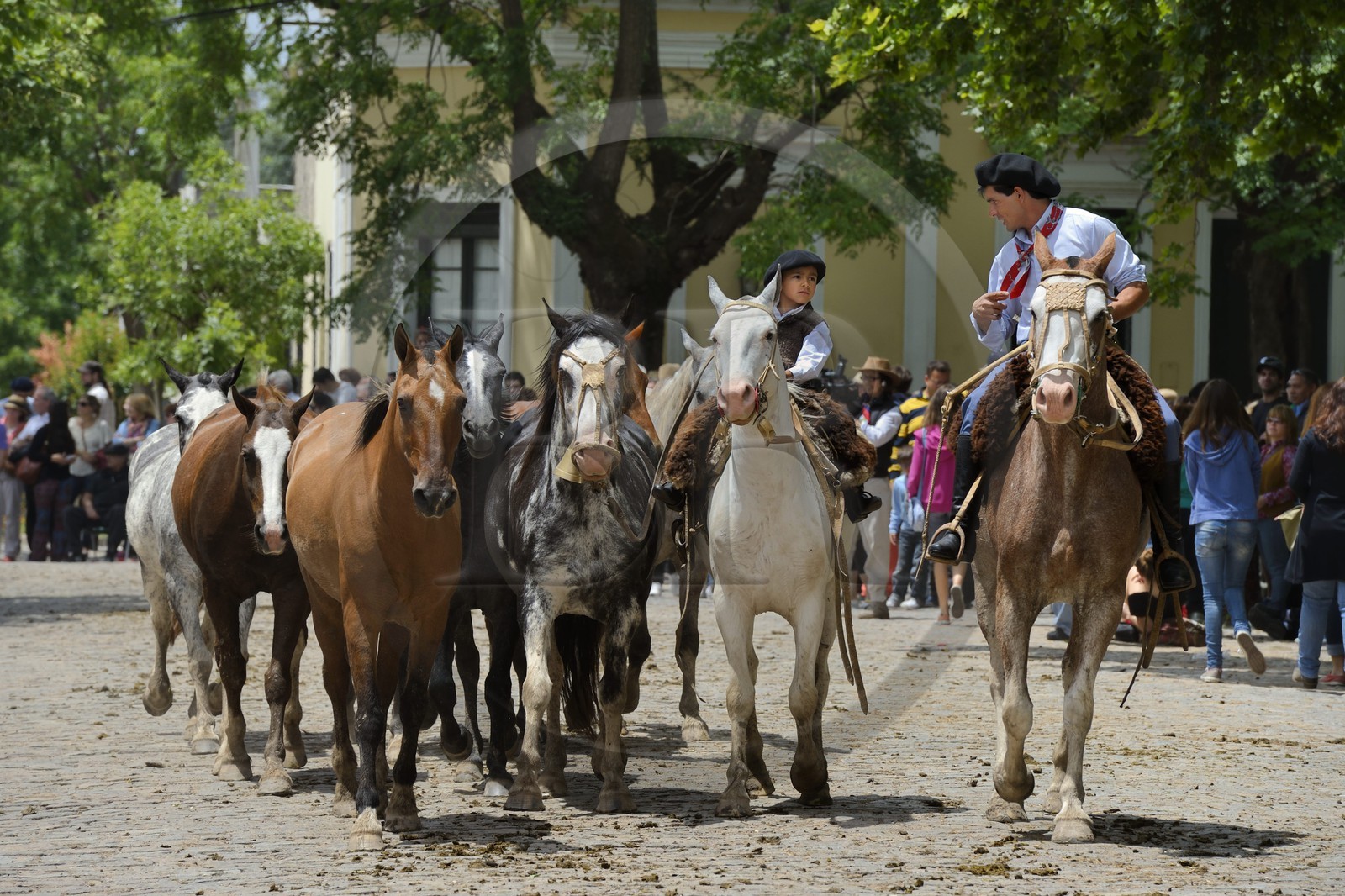 Argentine, province de Buenos Aires, San Antonio de Areco, fête du Jour de la Tradition (Dia de la Tradicion), gauchos père et fils présentant leur troupeau de chevaux