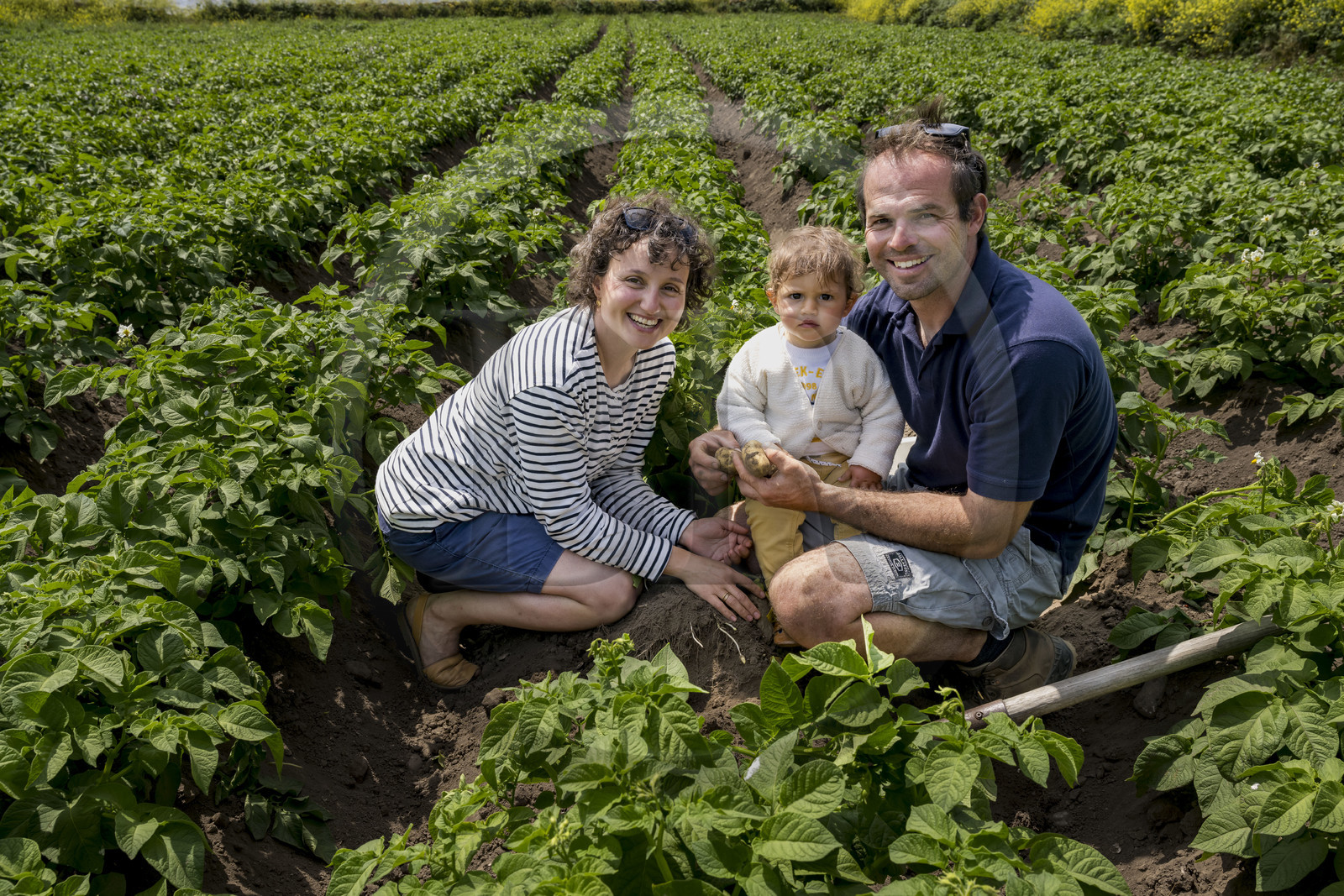 France, Finistère, Iroise Sea, Molene archipelago, Quemenes Island, organic and energy self-sufficient Quemenes farm, farmers Amélie Goossens and Etienne Menguy in their potato field