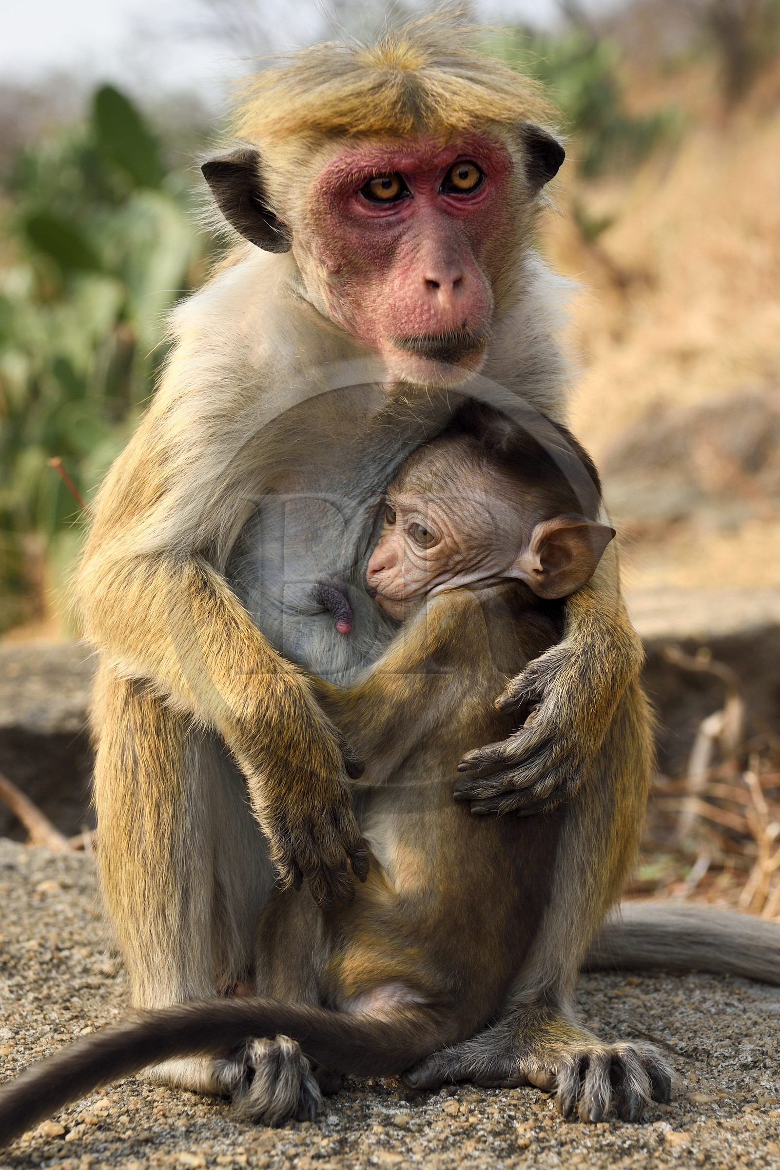 Sri Lanka, province centrale, district de Matale, Dambulla, Temple du Rocher Royal aussi appelé Ran Giri (Rocher doré), macaque à toque (Macaca sinica) et son petit