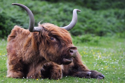 United Kingdom, Scotland, Highland, Inner Hebrides, Isle of Mull, Highland cattle
