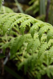France, Ile de la Reunion, Saint Benoit, Parc national de La Reunion, classé Patrimoine Mondial de l'UNESCO, foret de Bébour, sentier de Bras Cabot