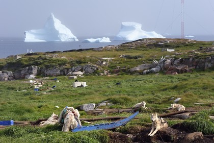 Groenland, cote ouest, Ile de Disko, Qeqertarsuaq, chiens de traineau et icebergs en arrière plan