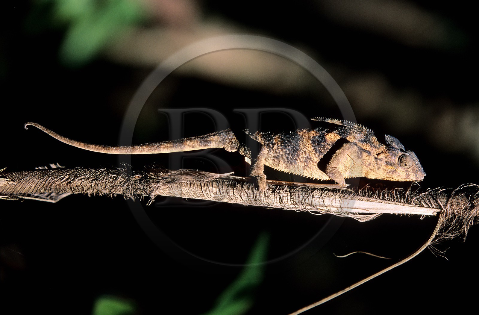 France, île de la Réunion, un caméléon femelle