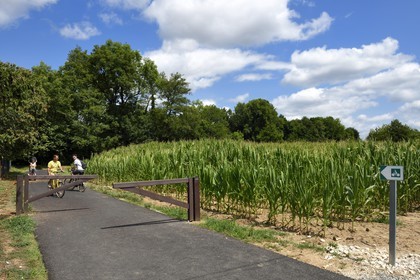 France, Dordogne, Perigord Blanc, Neuvic Les Vaureix, the Greenway cycle route (Veloroute Voie verte) along the river Isle, corn field