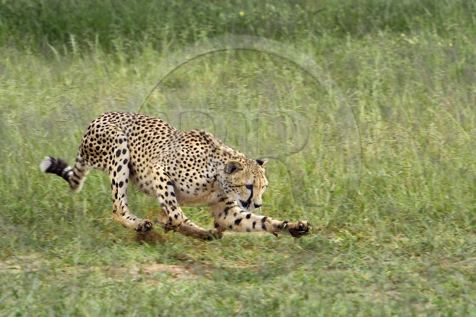 Namibie, Otjiwarongo, Cheetah Conservation Fund, centre de recherche et d'éducation, guépard (Acinonyx jubatus) chassant un leurre pour lui donner de l'exercice et garder la forme
