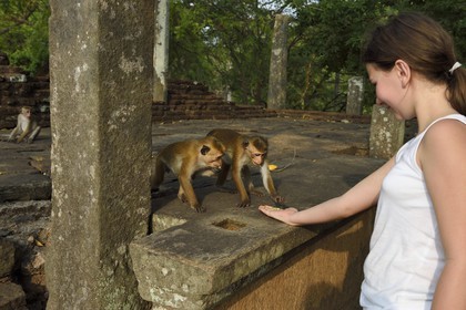 Sri Lanka, province du Centre-Nord, Polonnaruwa, l'ancienne capital du pays (XIe au XIIIe siècle) est classée au Patrimoine Mondial de l'UNESCO, terrasse de la relique de la Dent (Dala Maluwa), rencontre avec des macaques