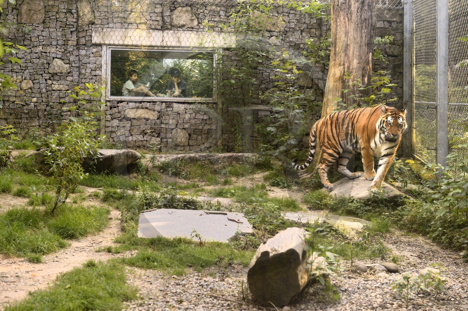 France, Haut-Rhin (68), Mulhouse, parc zoologique et botanique, tigre de Sibérie ou tigre de l'Amour (Panthera tigris altaica)
