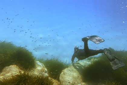 France, Var (83), Rayol-Canadel-sur-Mer, Domaine du Rayol, le jardin des Méditerranées, propriété du conservatoire du littoral mention obligatoire, le sentier marin, plongée en apnée dans l’herbier de posidonie