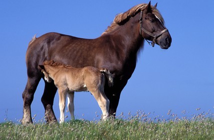France, Finistère (29), île de Batz, une jument avec son poulain