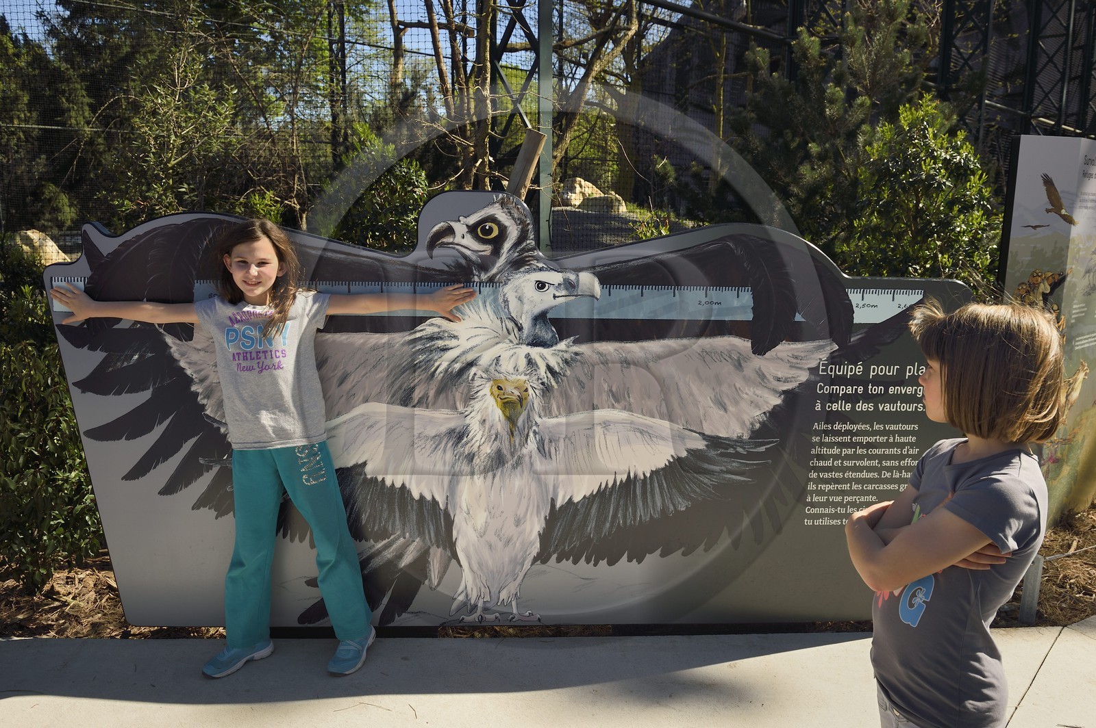 France, Paris (75), Le Parc zoologique de Paris (Zoo de Vincennes), enfant confrontant son envergure à celle des vautours devant leur volière dans la biozone européenne