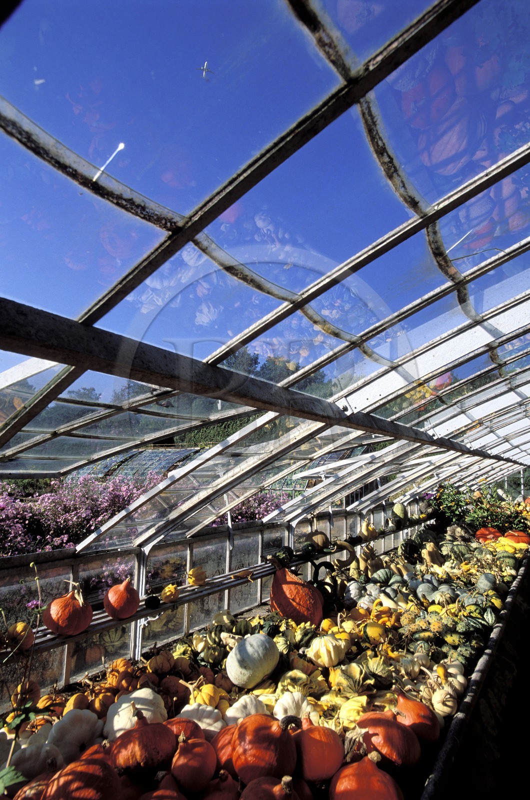 France, Essonne, Saint Jean de Beauregard castle, cucurbitace greenhouse