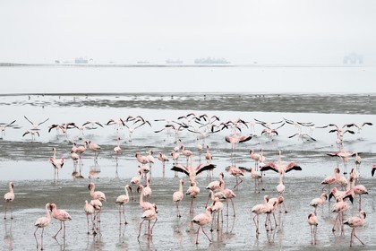 Namibia, Erongo region, Swakopmund, Walvis Bay, lesser flamingo (Phoeniconaias minor) and boats in the background