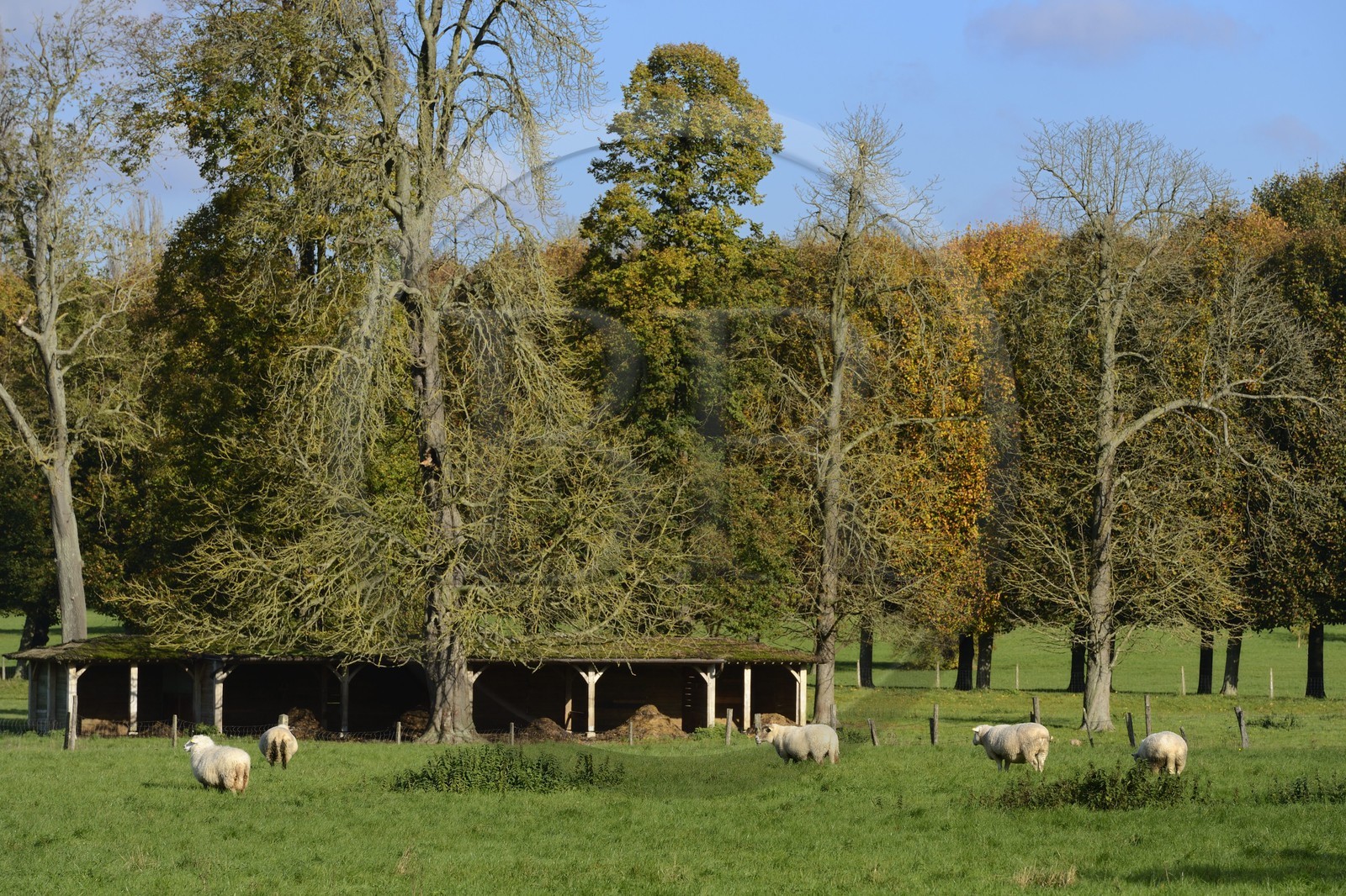 France, Yvelines (78), parc du château de Versailles, classé Patrimoine Mondial de l'UNESCO, parc aux moutons