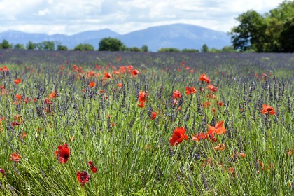 France, Alpes-de-Haute-Provence (04), parc naturel régional du Verdon, plateau de Valensole, coquelicots dans un champ de lavandin