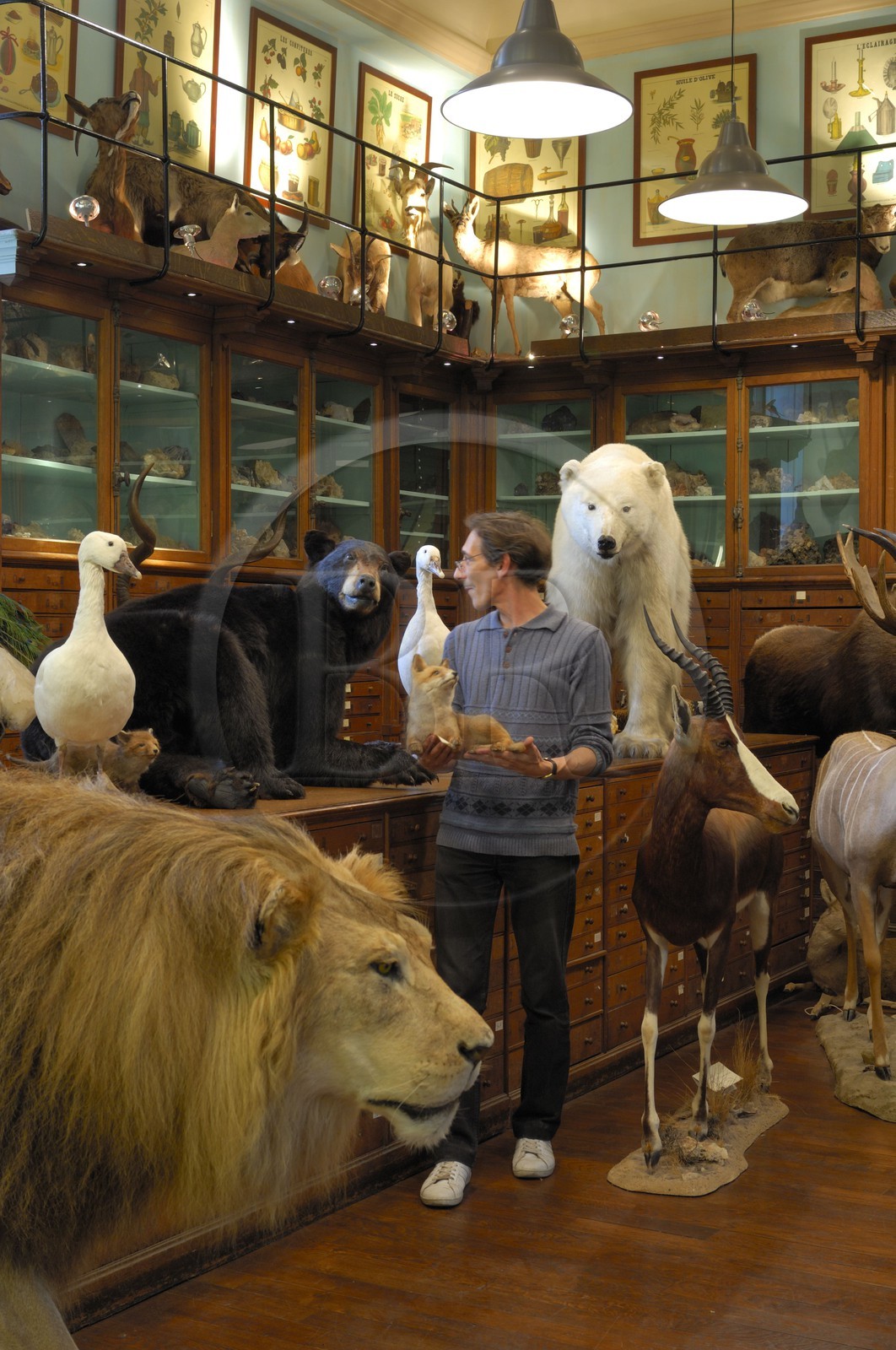 France, Paris (75), le taxidermiste Deyrolle rue du bac