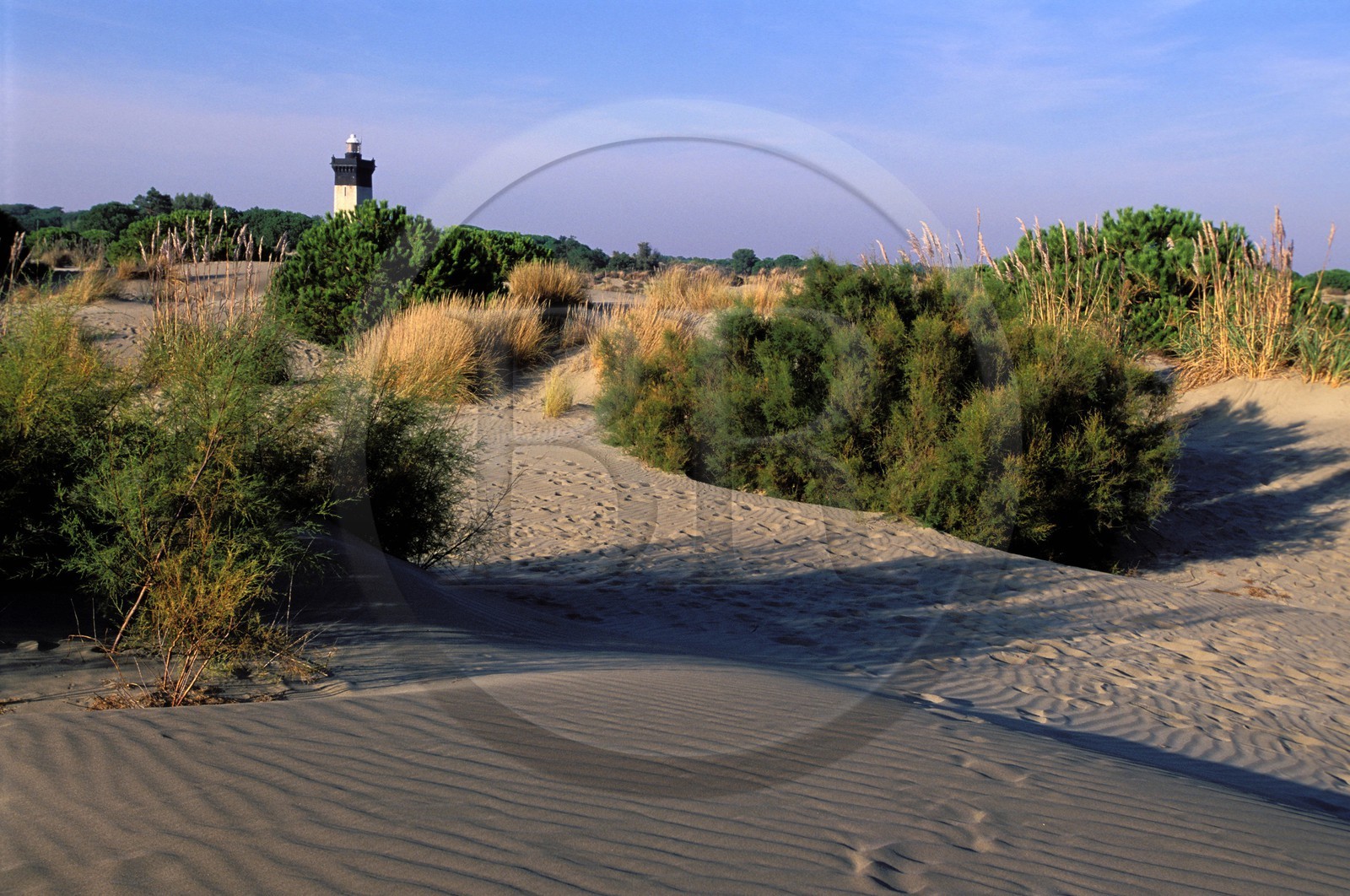 France, Gard (30), Port-Camargue, la Pointe de l' Espiguette et son phare