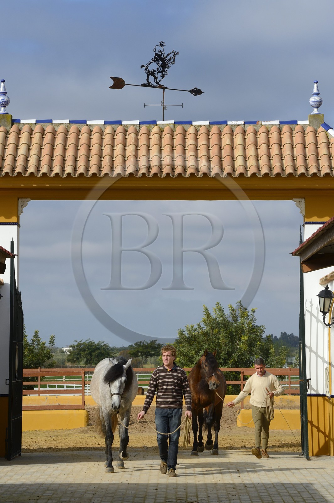 Espagne, Andalousie, province de Séville, Utrera, le haras Ayala (Yeguada Ayala), Pure race espagnole ou PRE (Pura Raza Espanola)