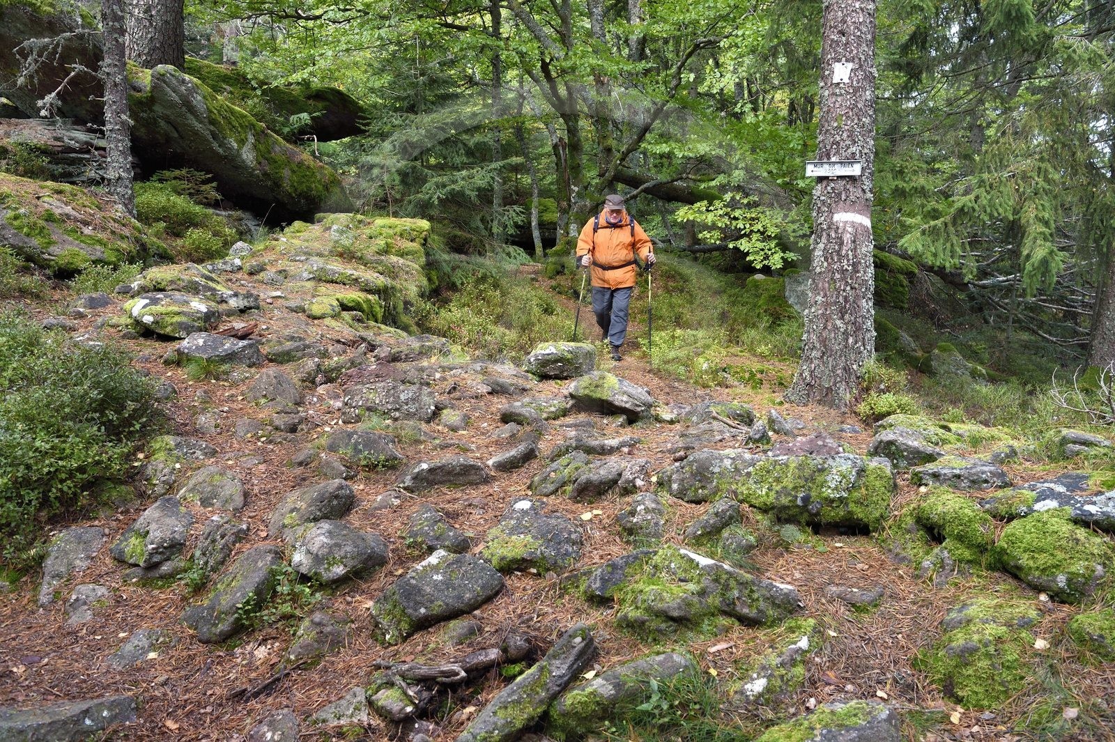France, Haut-Rhin (68), Thannenkirch, randonnée dans le massif du Taennchel, le long du mur dit païen et datant probablement de l'époque médiévale