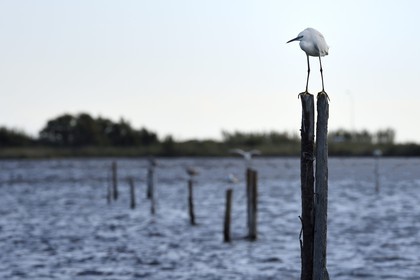 France, Haute Corse, the pond of Biguglia (Stagnu di Chiurlinu), nature reserve of Corsica (RNC), little egret (Egretta garzetta) on a alder Stake