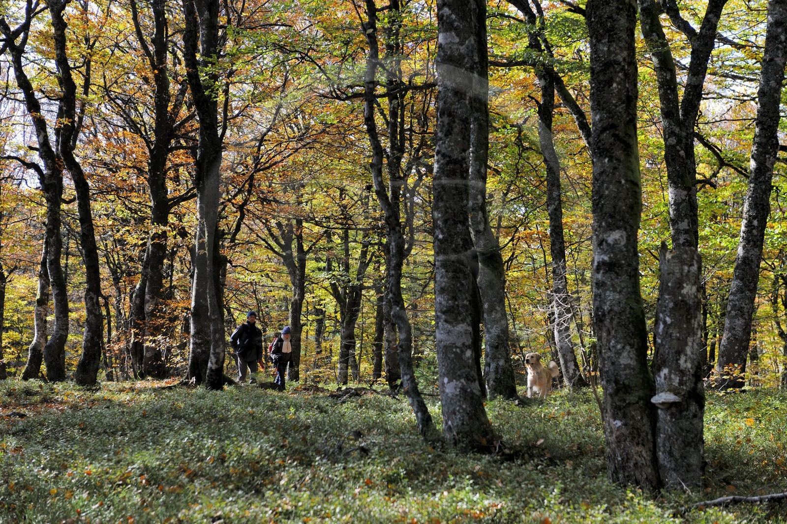 France, Haut-Rhin (68), la route des Crêtes, randonneurs dans la forêt de la réserve naturelle de Tanet-Gazon-du-Faing