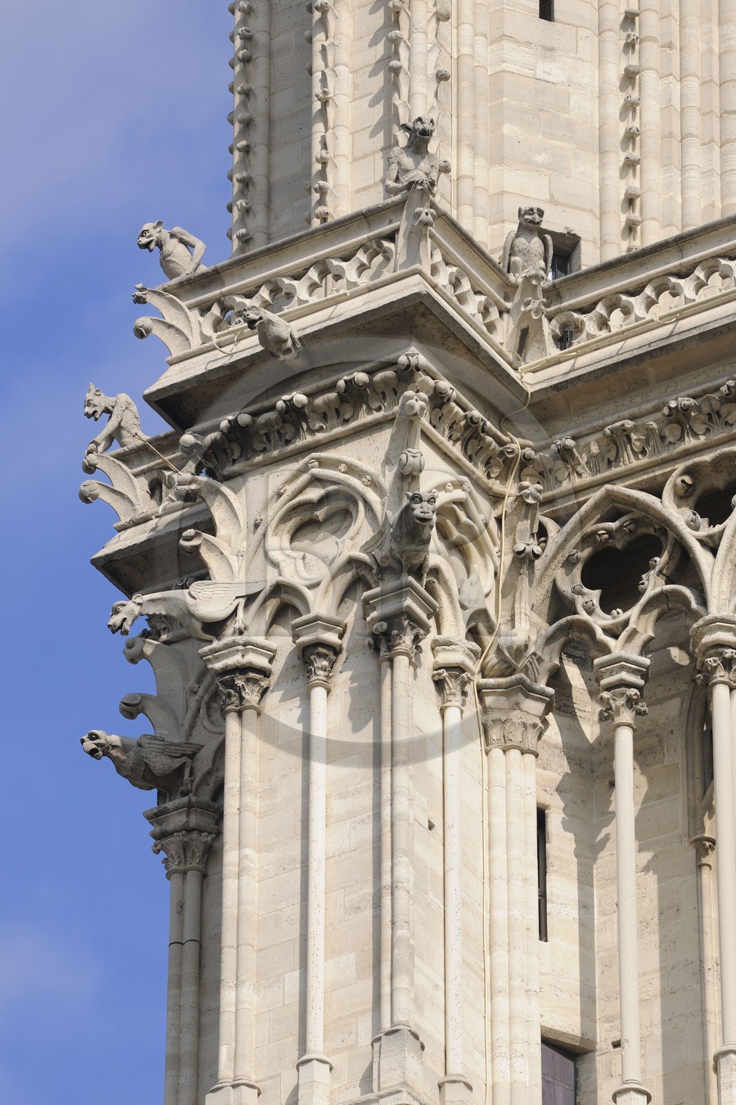 France, Paris (75), Ile de la Cité, cathédrale Notre-Dame de Paris, gargouilles de la tour sud