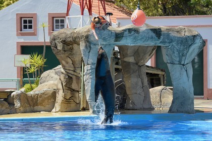 Portugal, Lisbon, Zoological Garden, the Dolphinarium, show with a sea lion
