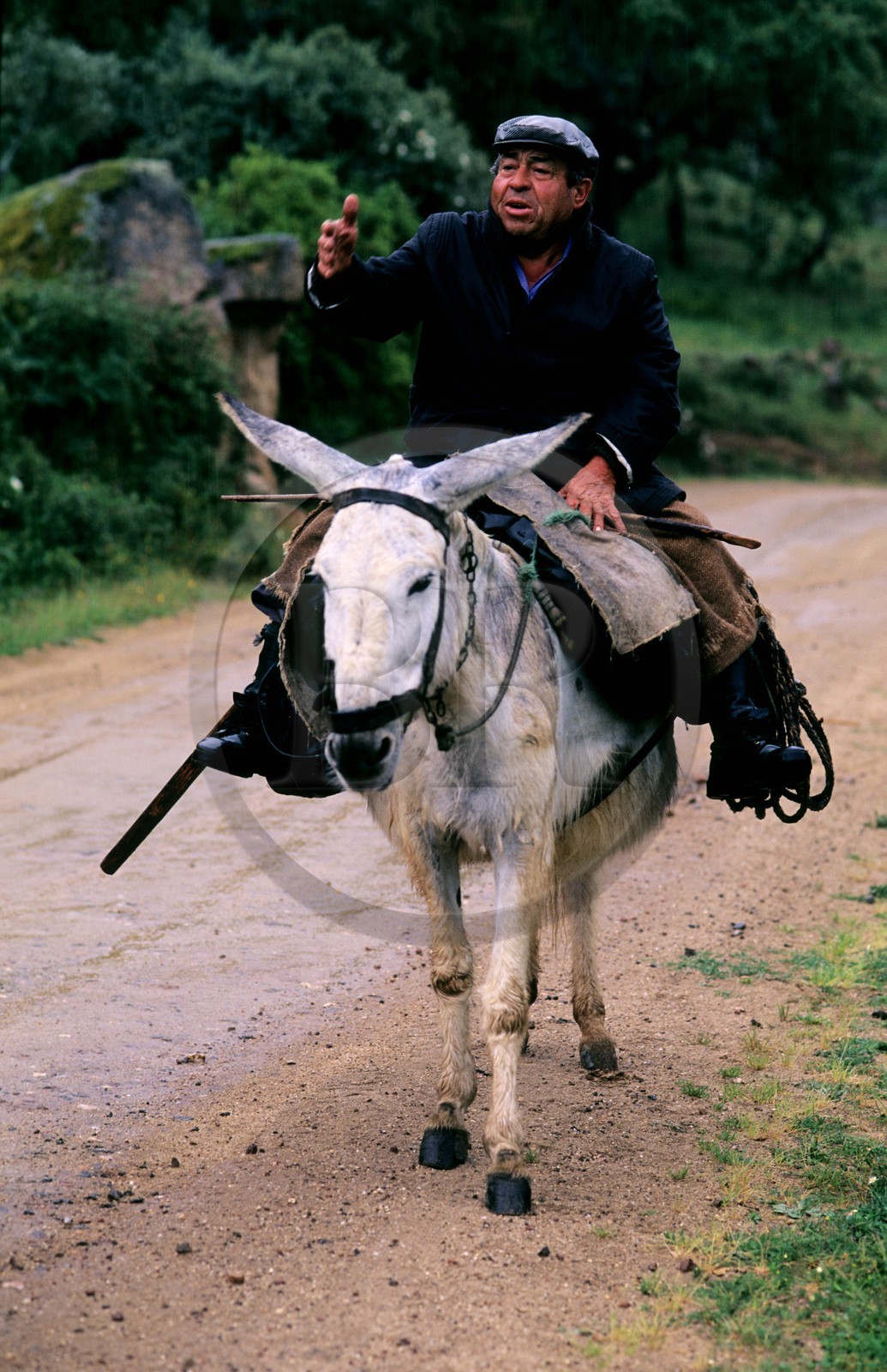 Espagne, Estrémadure, région d'Alcuescar, un paysan revenant chez lui à dos d'âne