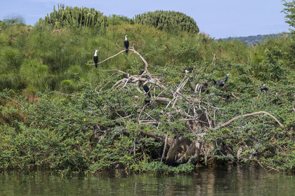 Rwanda, Parc national de l'Akagera, le lac Ihema, cormorans sur un arbre