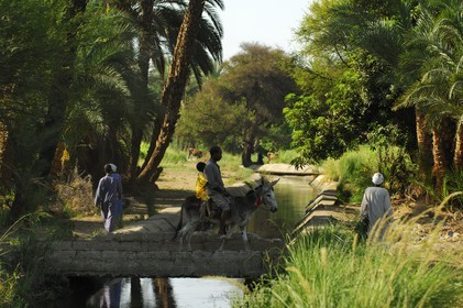 Egypt, Upper Egypt, Nubia, Nile Valley, Aswan, west bank, nubian countryside, farmer on his donkey