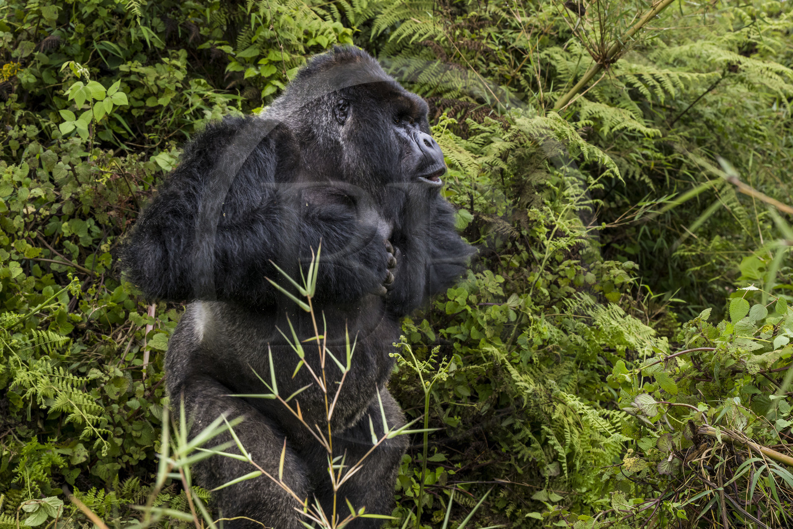 Rwanda, Province du Nord, Parc National des Volcans dans la chaine des Monts Virunga, mont Karisimbi, gorille des montagnes (Gorilla beringei beringei), dos argenté (silverback) nommé Impuzamahanga qui est le male dominant du groupe Susa, il se frappe le torse, battement de poitrine