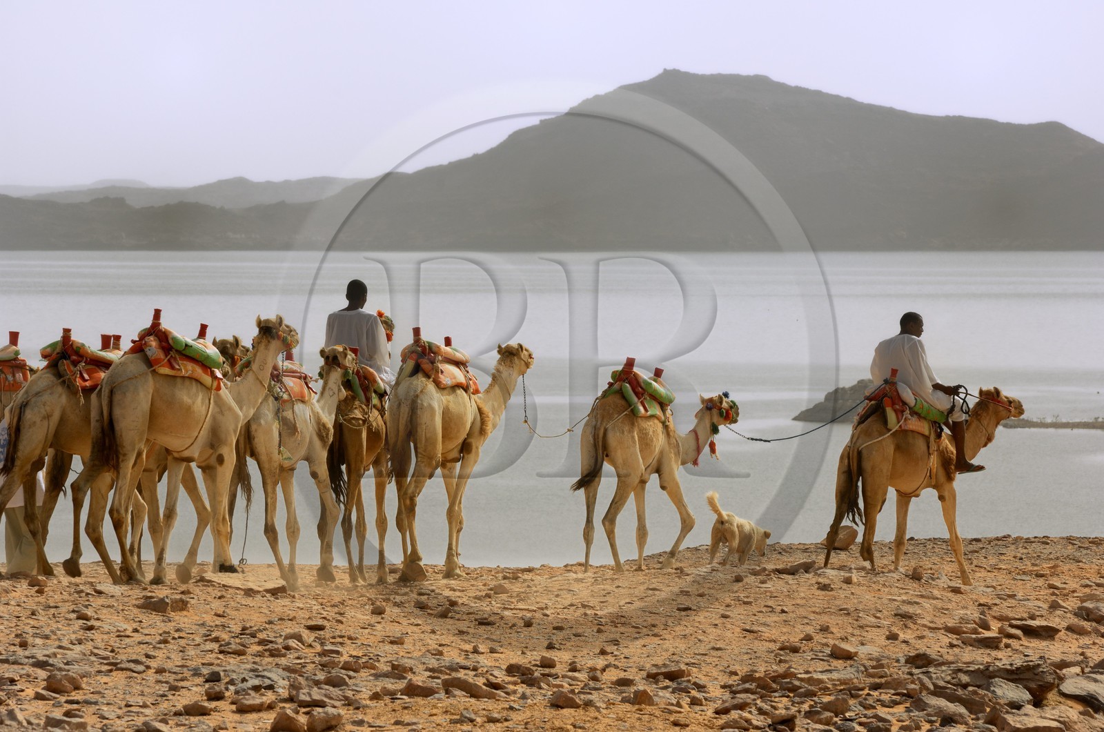 Egypte, Haute Egypte, Lac Nasser, désert de Nubie, site de Ouadi es-Seboua ou vallée des lions, caravane de dromadaires