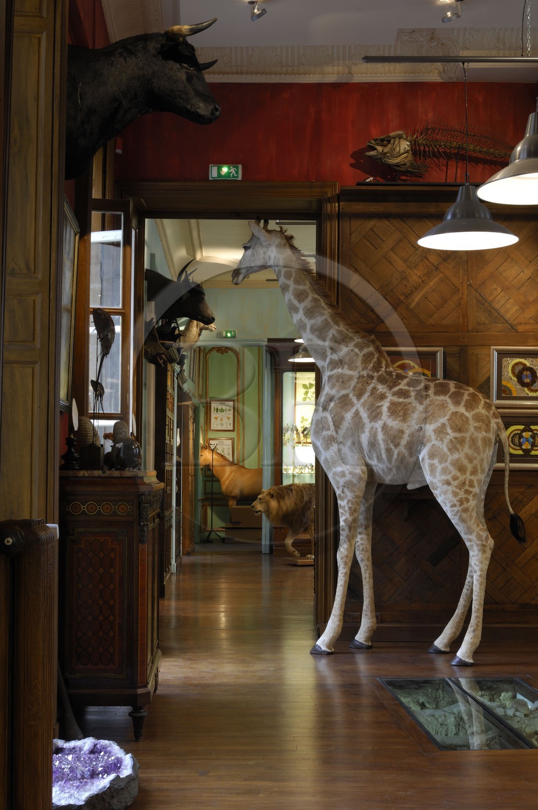 France, Paris (75), le taxidermiste Deyrolle rue du bac