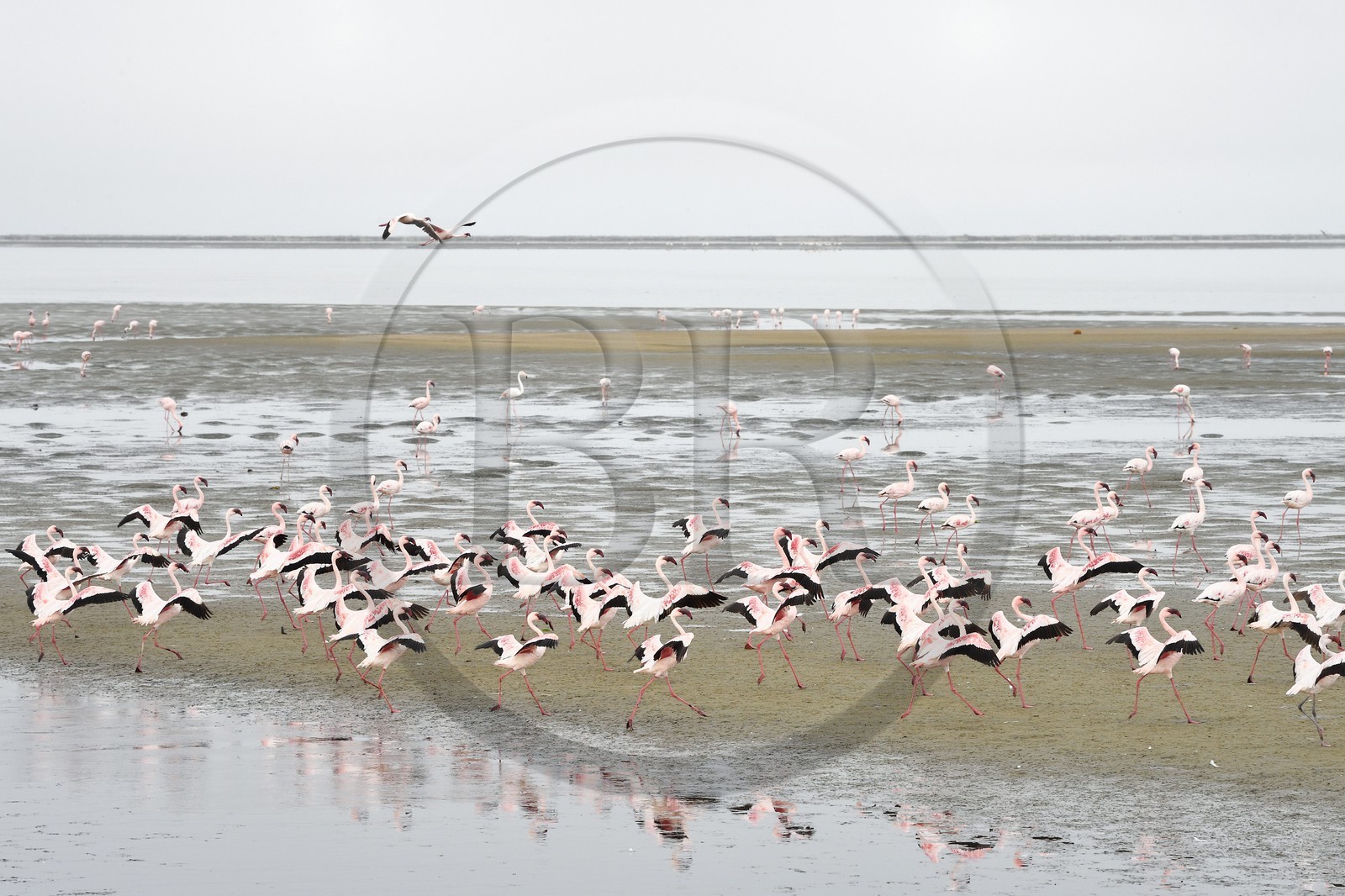 Namibie, région de Erongo, Walvis Bay, flamant nain (Phoeniconaias minor)