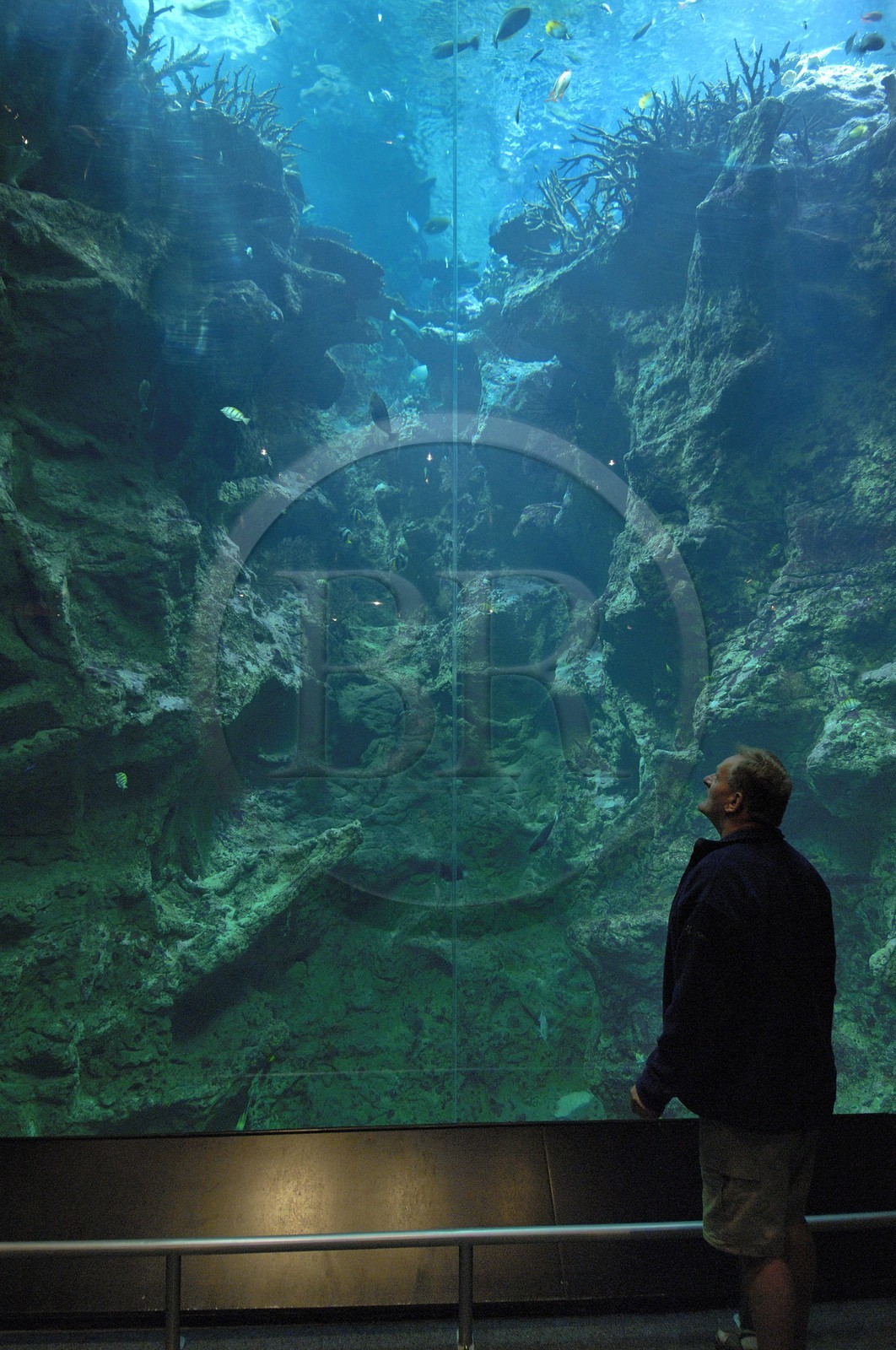 France, Manche (50), Cherbourg, Cité de la Mer, le grand aquarium
