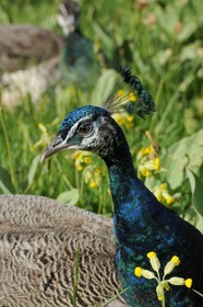 France, Paris (75), le Bois de Boulogne, parc de Bagatelle, paon