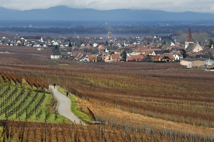 France, Haut-Rhin (68), Kaysersberg, le vignoble autour du village et Sigolsheim en arrière plan