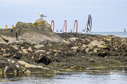 France, Finistère (29), Pays des Abers, estuaire de l'Aber Wrac'h, trimaran de l'école de voile