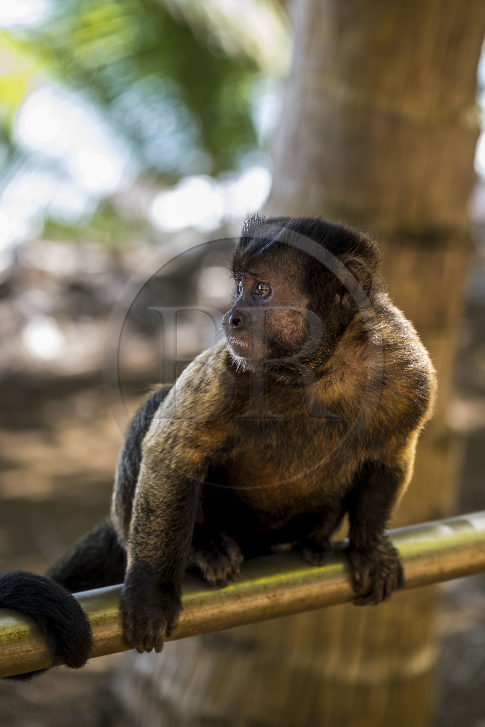 France, French Guiana, Kourou, Salvation Islands (Iles du Salut), Royal Island, brown capuchin monkey (Sapajus apella) or black-tufted capuchin