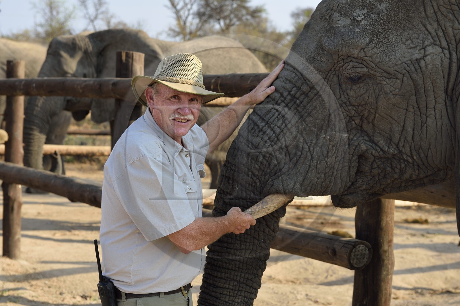 Zimbabwe, province des Midlands, Gweru, Antelope Park qui abrite ALERT (African Lion and Environmental Research Trust), le managing director Gary Jones avec un éléphant d'Afrique (Loxodonta africana)