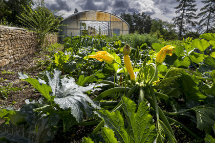 France, Côte-d'Or (21), les climats de Bourgogne classés Patrimoine Mondial de l'UNESCO, Beaune, le Clos de la Belle Châtelaine, verger-jardin, fleur de courgette